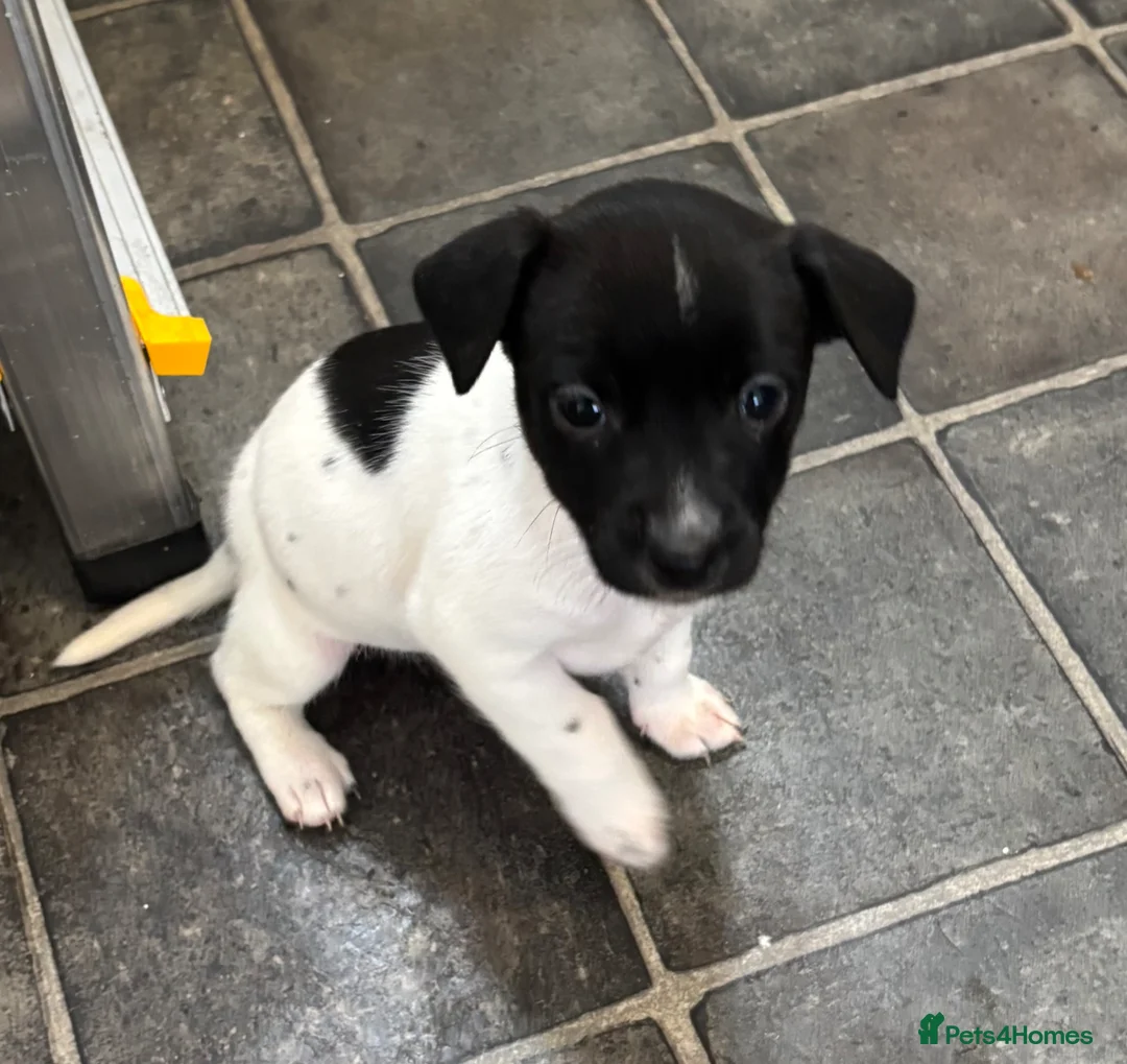 Jack Russell dogs for sale: Two beautiful girls Jack russells - Advert 2