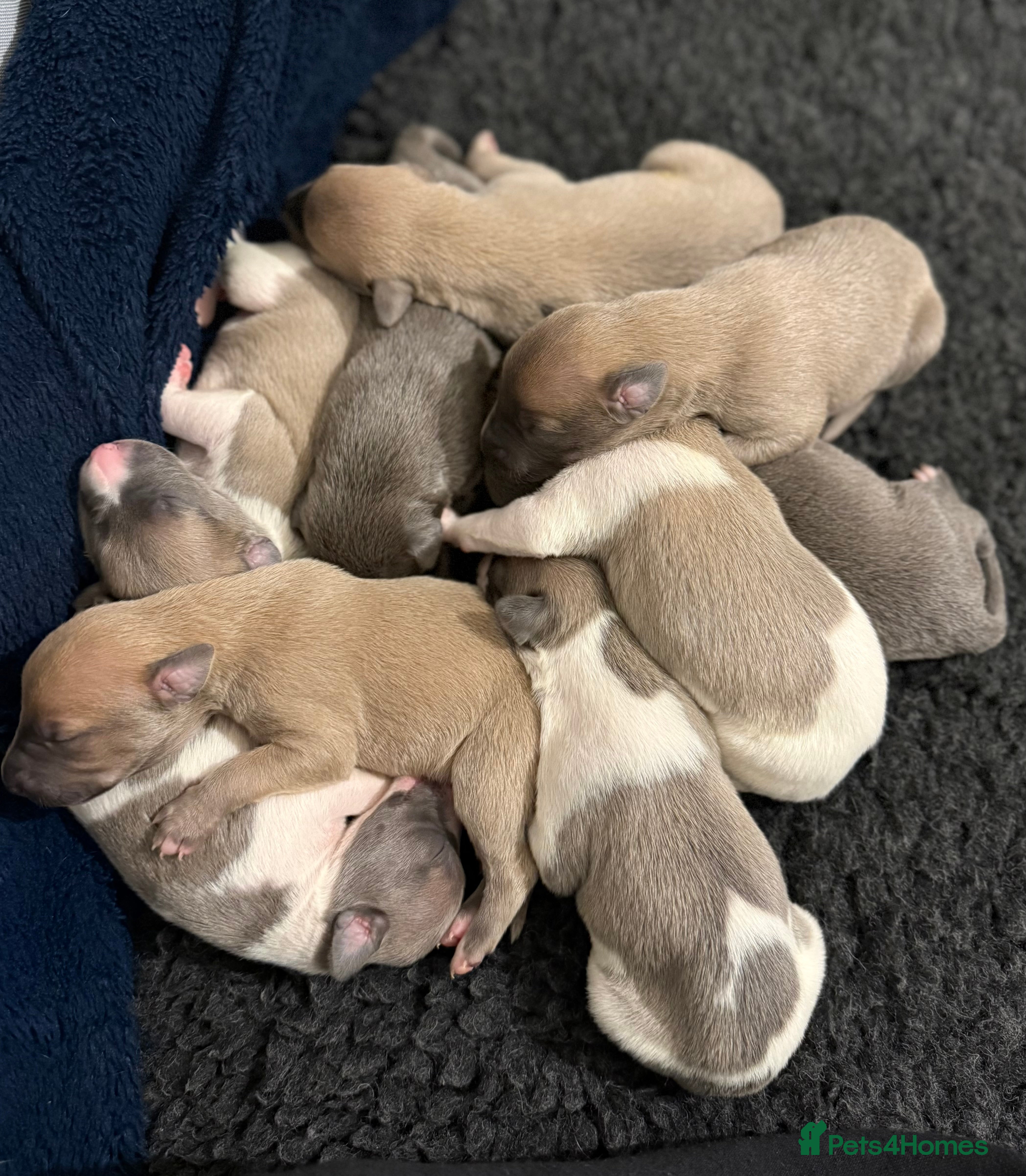 Whippet dogs KC Registered Whippet Puppies For Sale - Advert 1