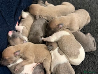 Whippet dogs KC Registered Whippet Puppies For Sale - Advert 1