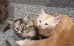 Maine Coon cats for sale: Maine Coon Kittens for sale - Image 9