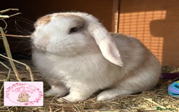 Mini Lop rabbits for sale: Pure bred minilop - Image 4