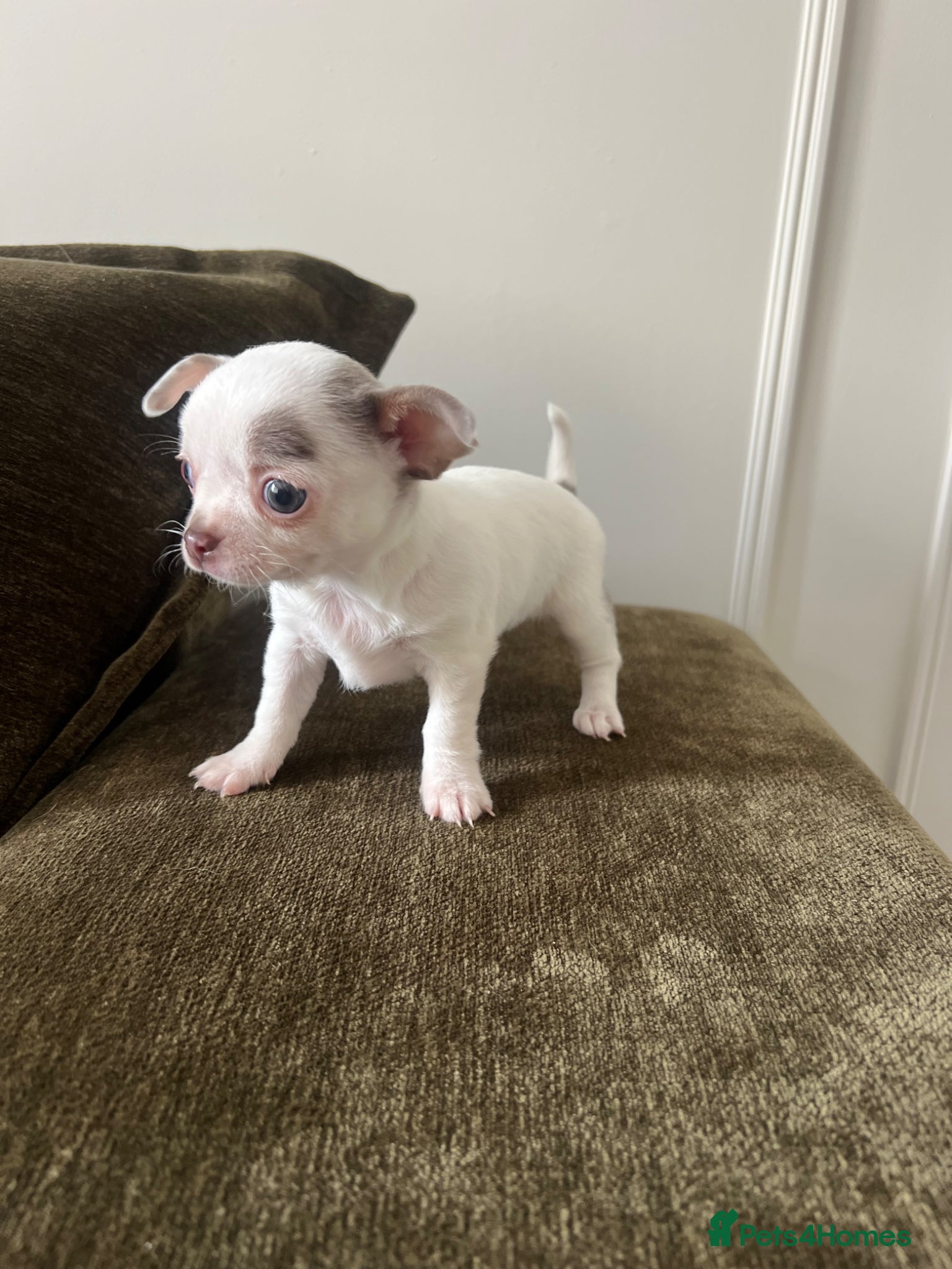 Chihuahua dogs Gorgeous xs chihuahuas ready to leave 26/4 💜 - Advert 9