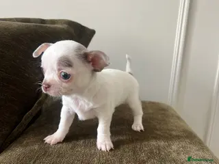 Chihuahua dogs Gorgeous ** chihuahuas ready to leave 26/4 💜 - Advert 15