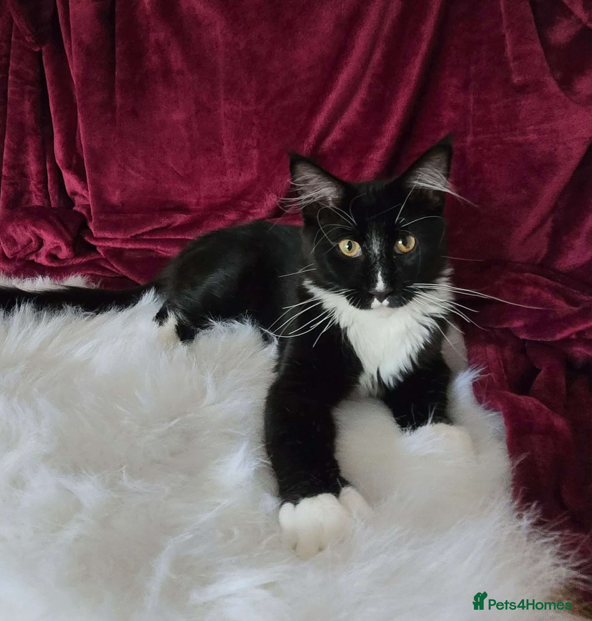 Maine Coon cats for sale: Maine Coon boy looking for forever home.  - Advert 2