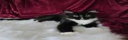 Maine Coon cats for sale: Maine Coon boy looking for forever home.  - Advert 2