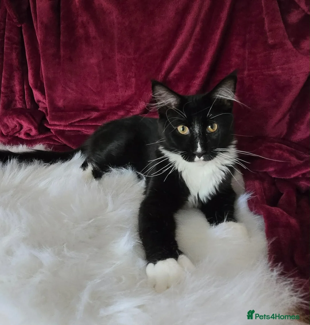 Maine Coon cats for sale: Maine Coon boy looking for forever home.  - Advert 2