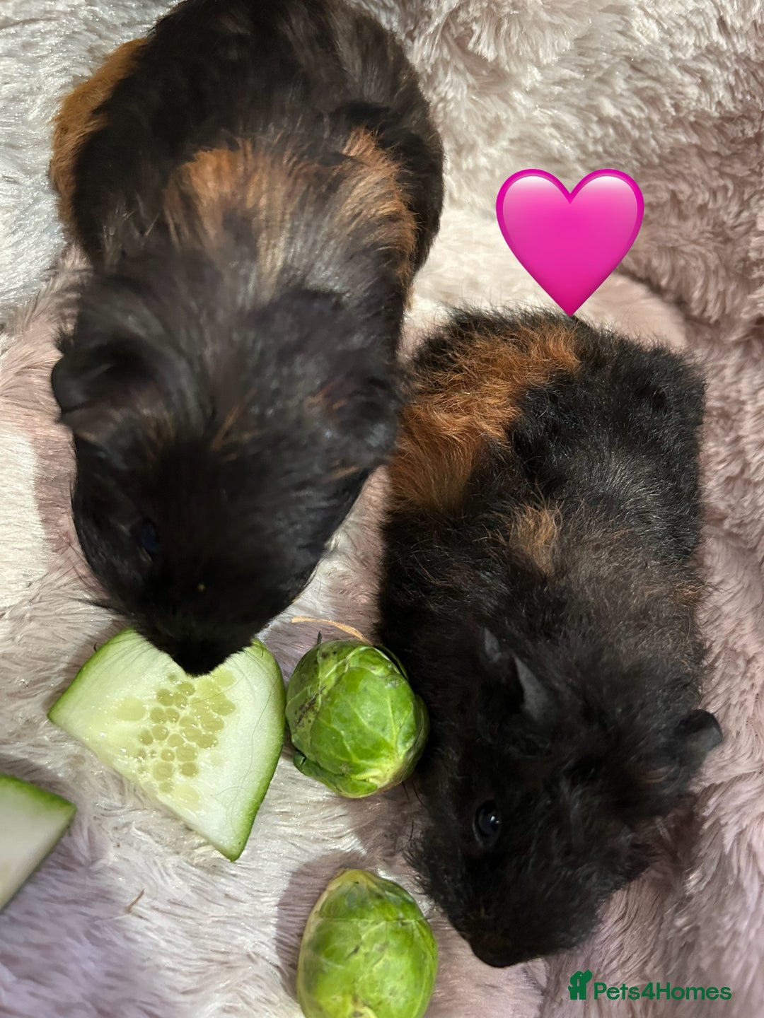 Guinea Pig rodents for sale: GORGEOUS BABY GUINEA PIGS - Advert 19
