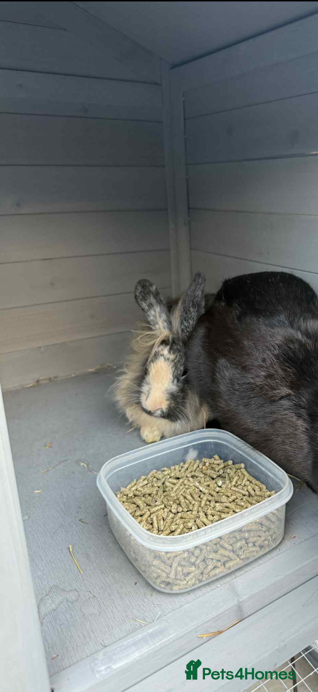 English Lop rabbits for sale: Male rabbit for sale  - Image 1