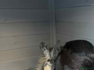 English Lop rabbits - Advert 7