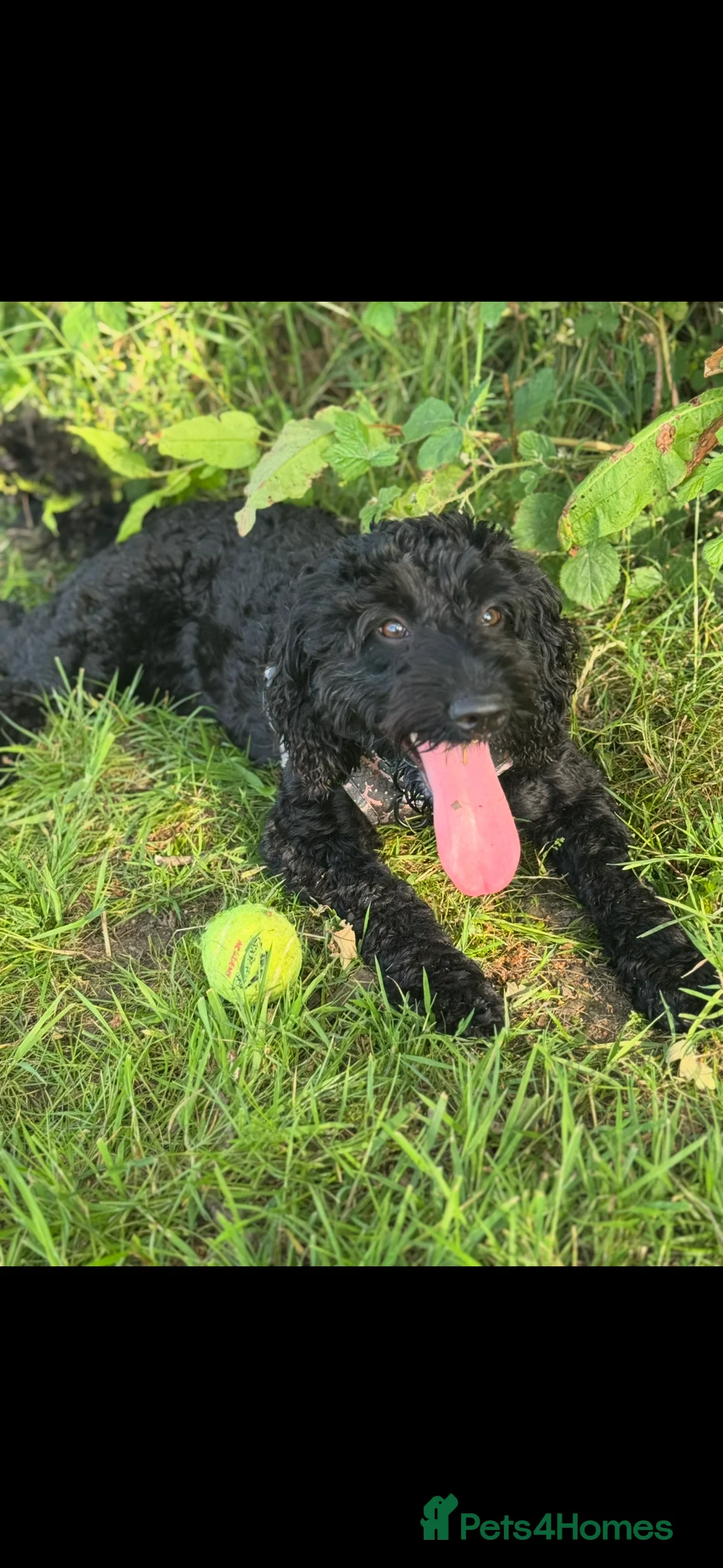 Cockapoo dogs for sale: Tilly  - Advert 2