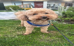 Mixed Breed dogs for sale: Tiboodle Puppies – Toy Poodle x Tibetan Terrier - Image 10