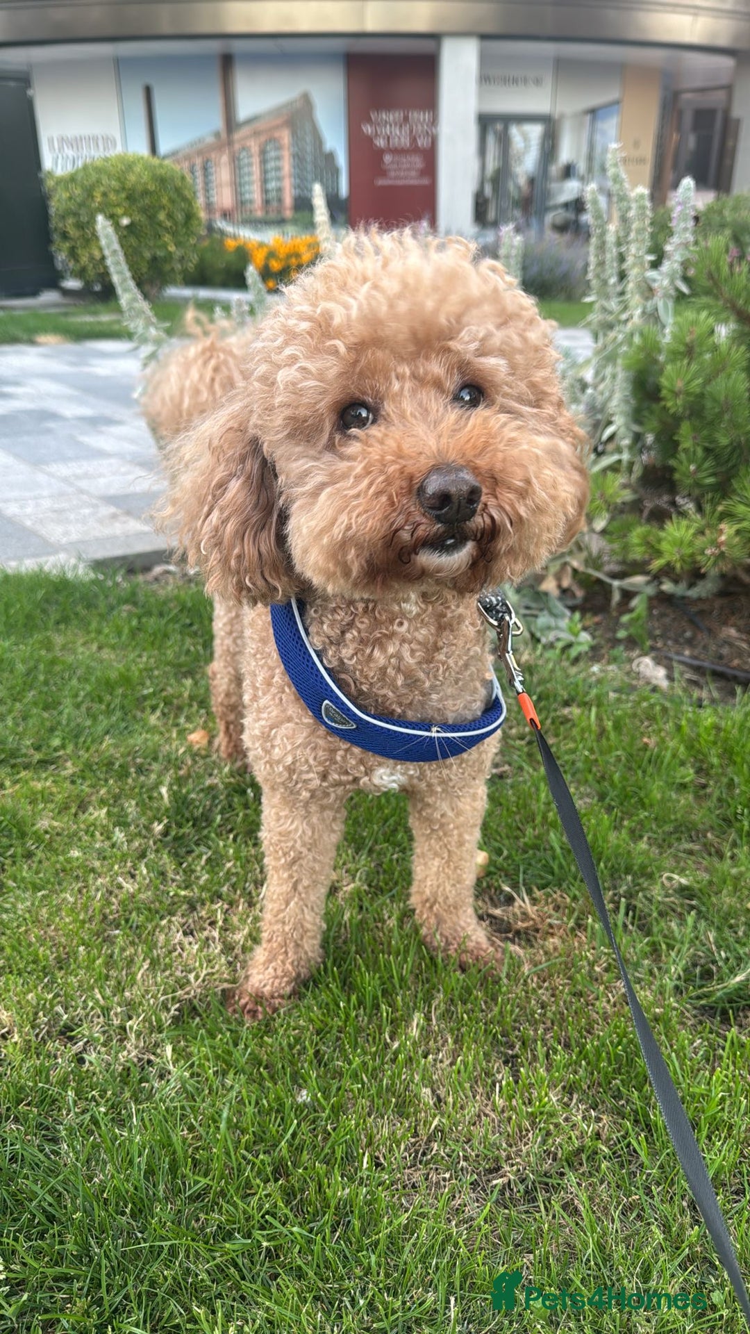 Mixed Breed dogs for sale: Tiboodle Puppies – Toy Poodle x Tibetan Terrier - Image 10