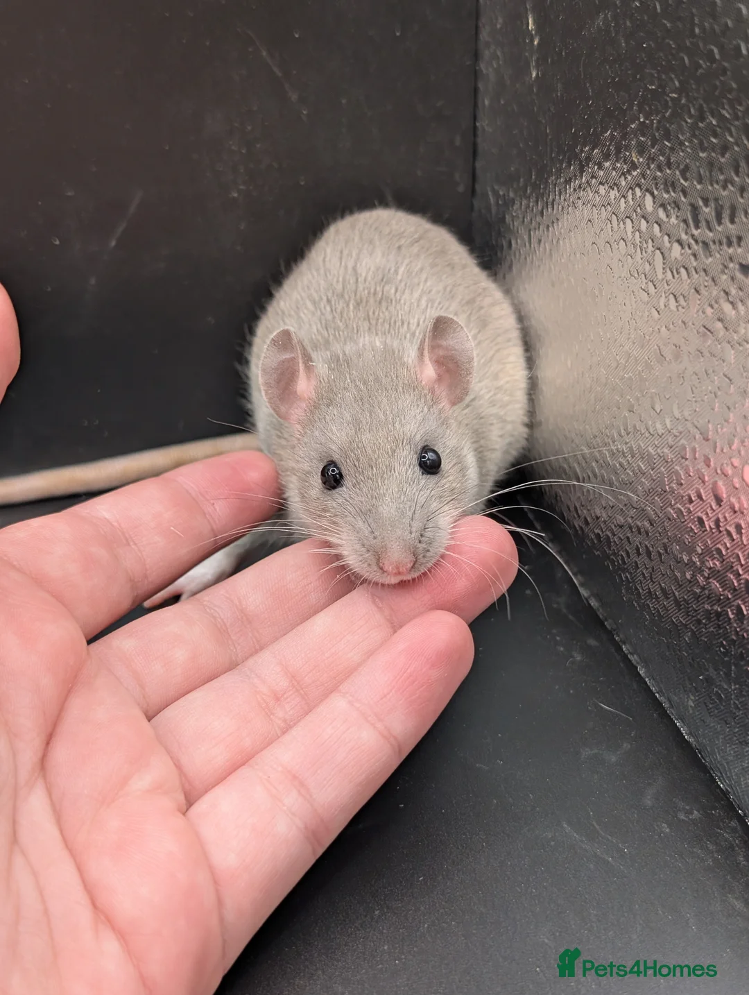 Rat rodents for sale: Baby Rats for homes in Durham - Advert 2