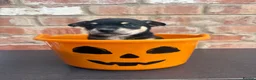 Chihuahua dogs for sale: Chihuahua puppies  in Scunthorpe - Advert 7