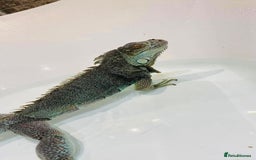 Iguana reptiles for sale: Tank the tame Blue Iguana  - Image 4