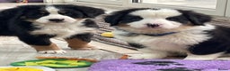 Bernese Mountain Dog dogs for sale: Boys and girls  - Advert 3