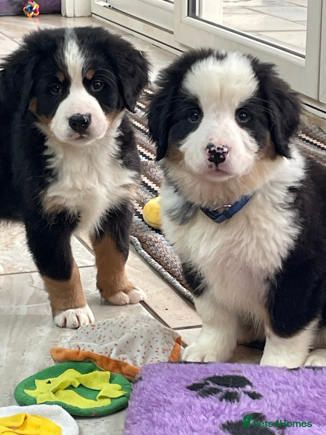 Bernese Mountain Dog dogs for sale: Boys and girls  - Advert 3