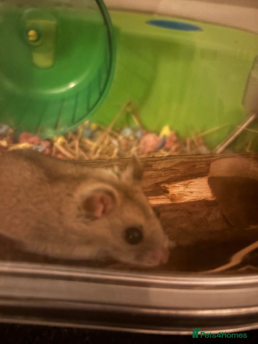 Hamster rodents for sale: Chinese Dwarf  - Image 3