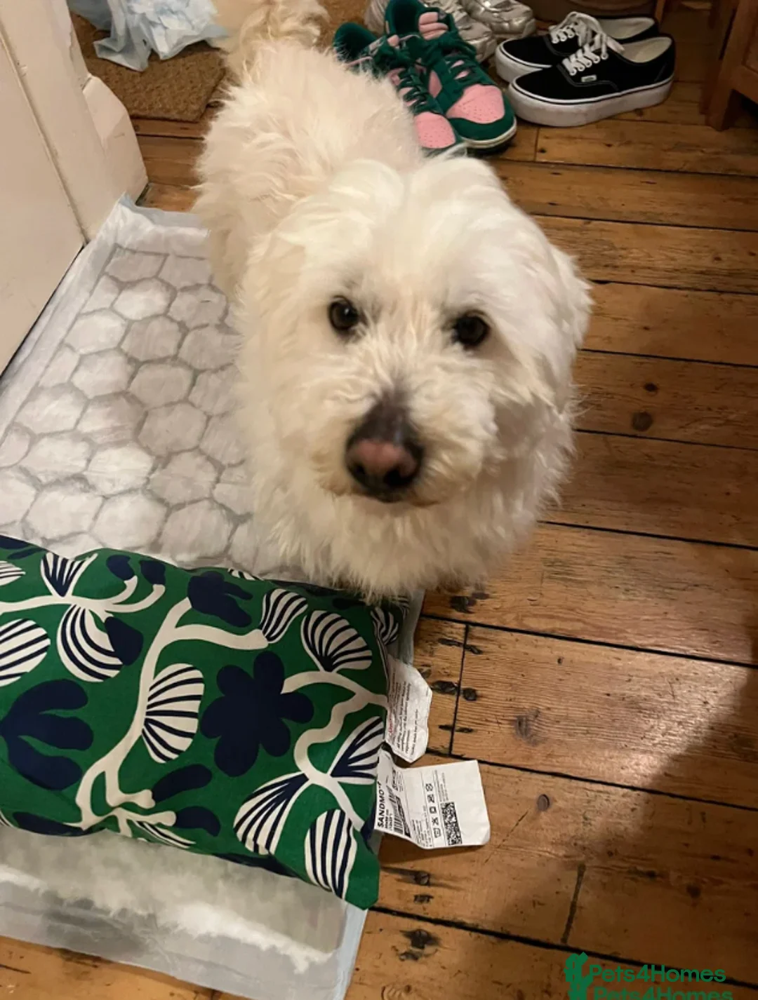 Maltese dogs for adoption: Terrier Girl is Looking for Her Forever Home - Advert 2