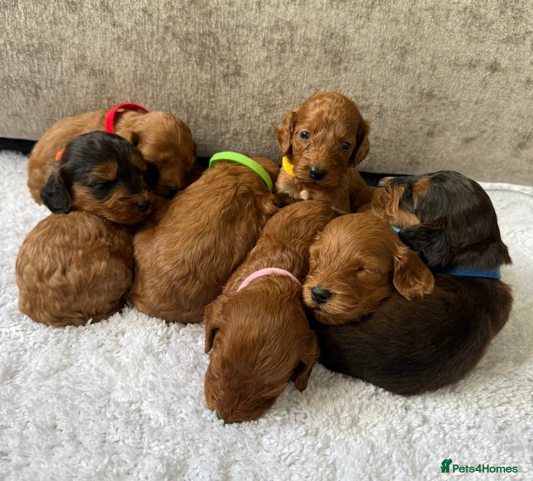 Cockapoo dogs for sale: 🌟 8 beautiful F1 b cockapoo puppies 🌟 - Image 14