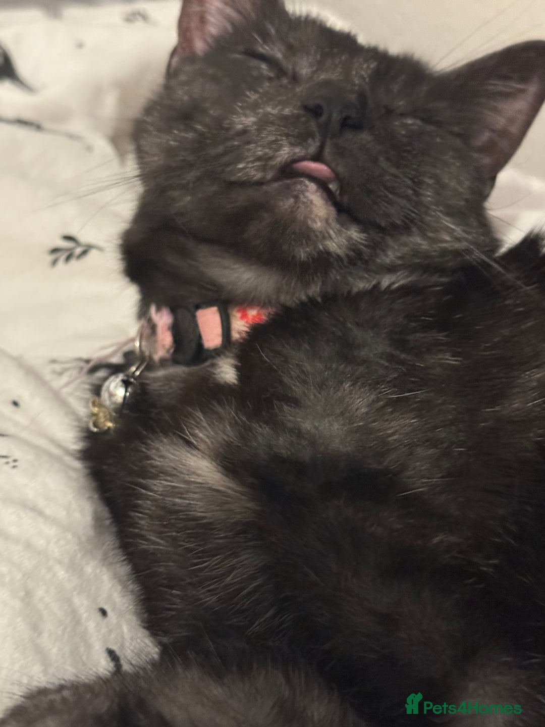 Mixed Breed cats for sale: Rosie - Advert 2