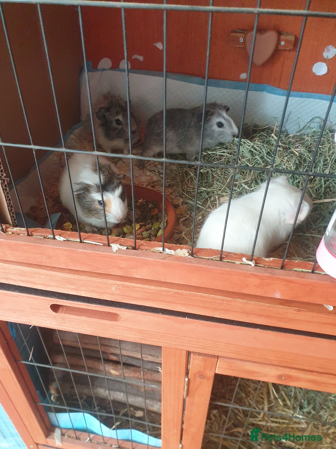 Guinea Pig rodents for sale: Baby Guinea pigs  - Advert 2