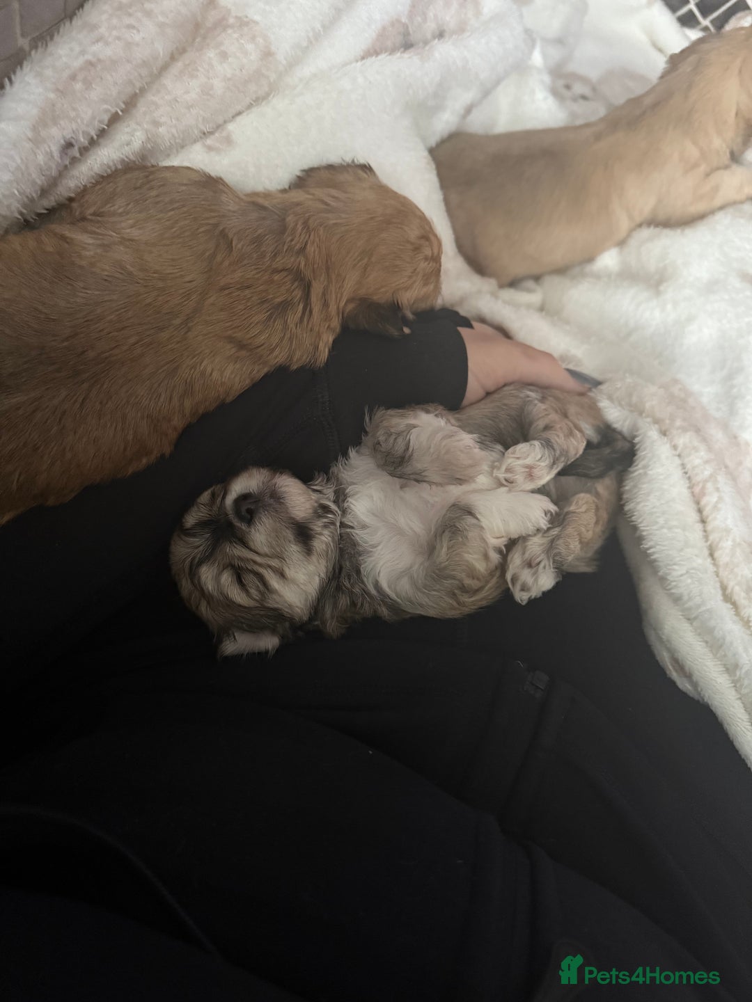 Mixed Breed dogs for sale: Absolutely gorgeous lhatese puppies - Advert 5