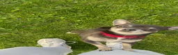 Chihuahua dogs for sale: Smooth Coat Chihuahua Puppies - Advert 1