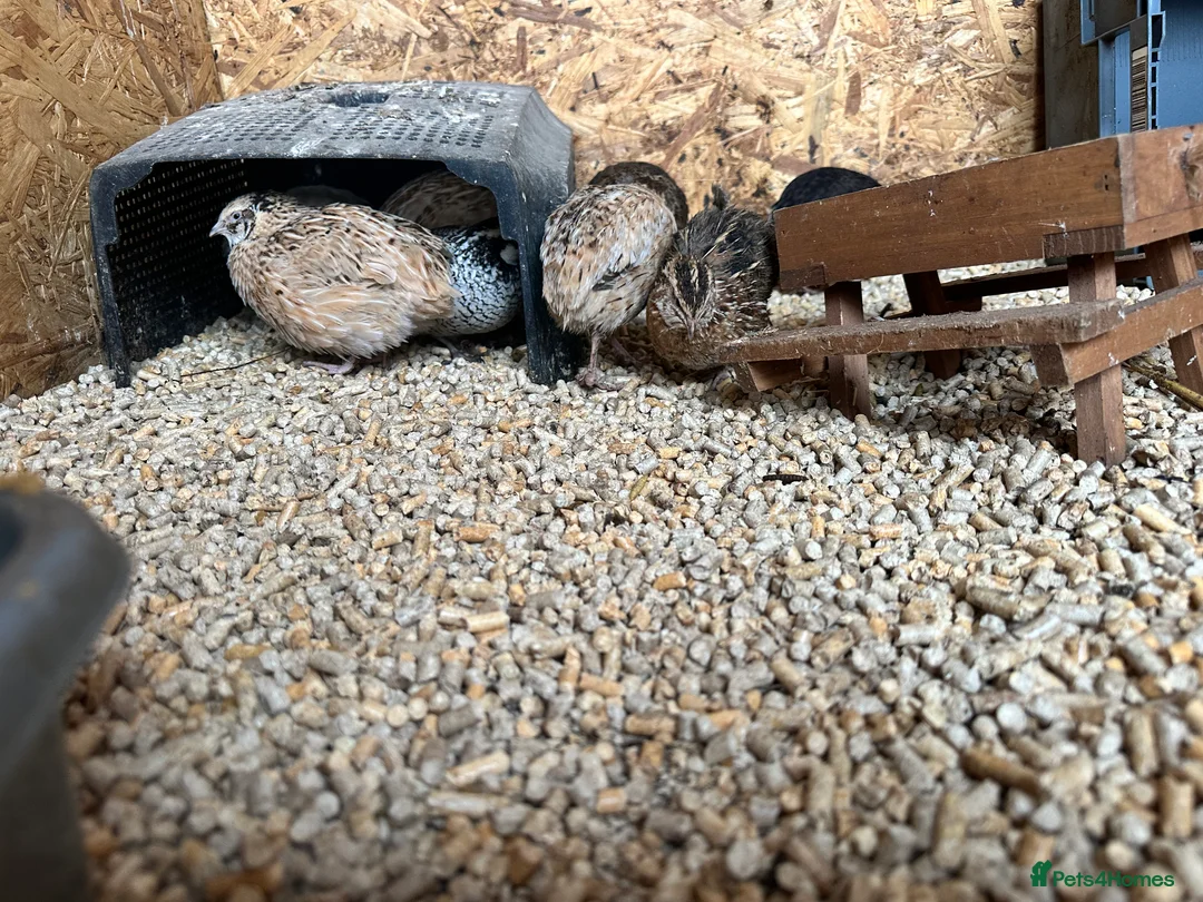 Quail poultry for sale: Coturnix quails from day olds to laying females - Advert 13