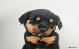 Rottweiler dogs for sale: READY NOW- Beautiful Rottweiler Puppies - Image 4
