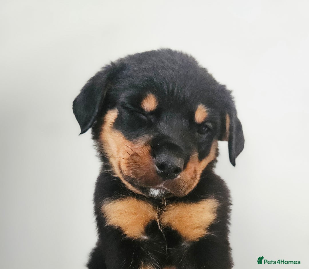 Rottweiler dogs for sale: READY NOW- Beautiful Rottweiler Puppies - Image 4