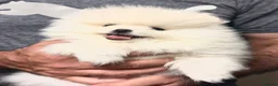 Pomeranian dogs for sale: Beautiful White/Cream Pomeranian Puppies - Advert 7