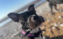 Mixed Breed dogs for sale: Poppy - Image 9