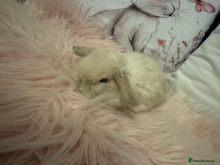 Mini Lop rabbits Pedigree Mini Lops - Advert 10