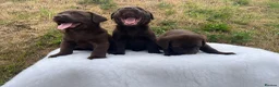 Labrador Retriever dogs for sale: 0/0 hips ⭐️ HEALTH TESTED KC REG chocolate puppies in Llanybydder - Advert 4