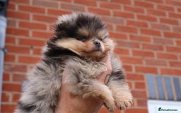 Pomeranian dogs for sale: READY NOW-REDUCED!! TRUE TEDDY BEAR POMERANIAN - Image 21