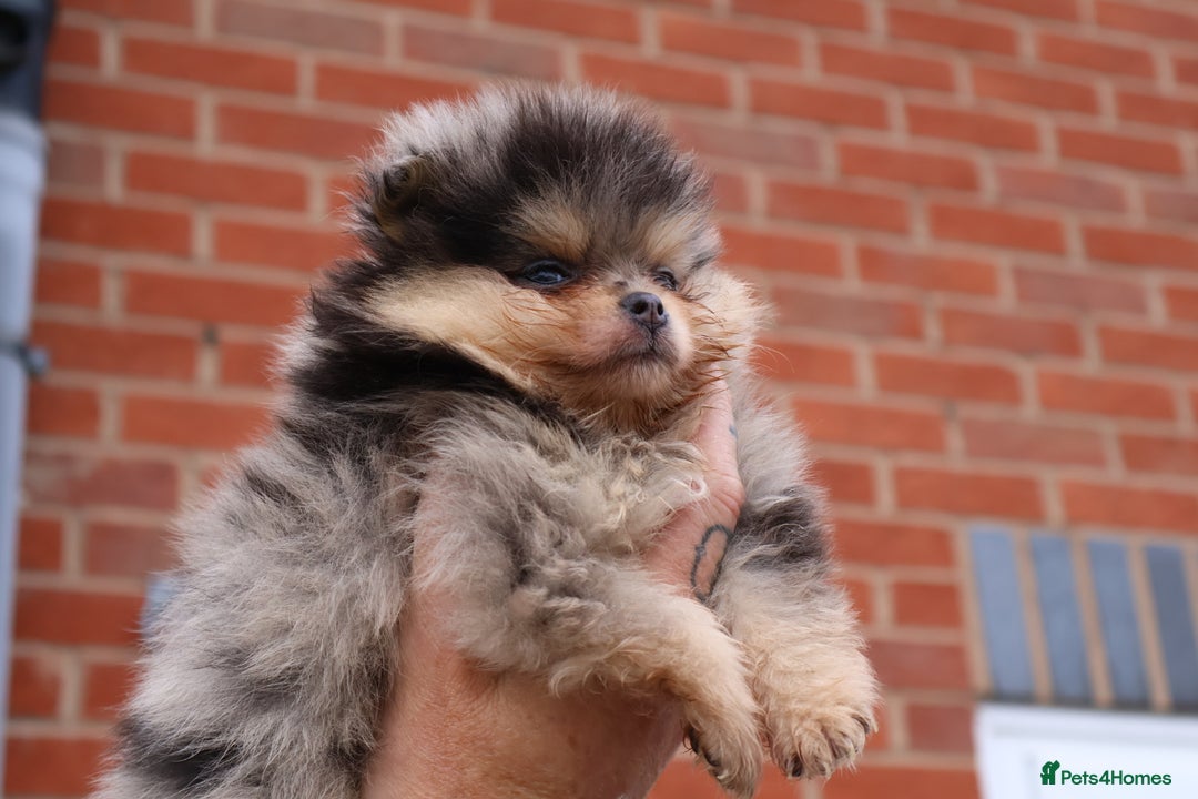 Pomeranian dogs for sale: READY NOW-REDUCED!! TRUE TEDDY BEAR POMERANIAN - Image 21
