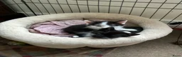 Mixed Breed cats for sale: Kittens - £30- Mid Wales/ Llanidloes  - Advert 6