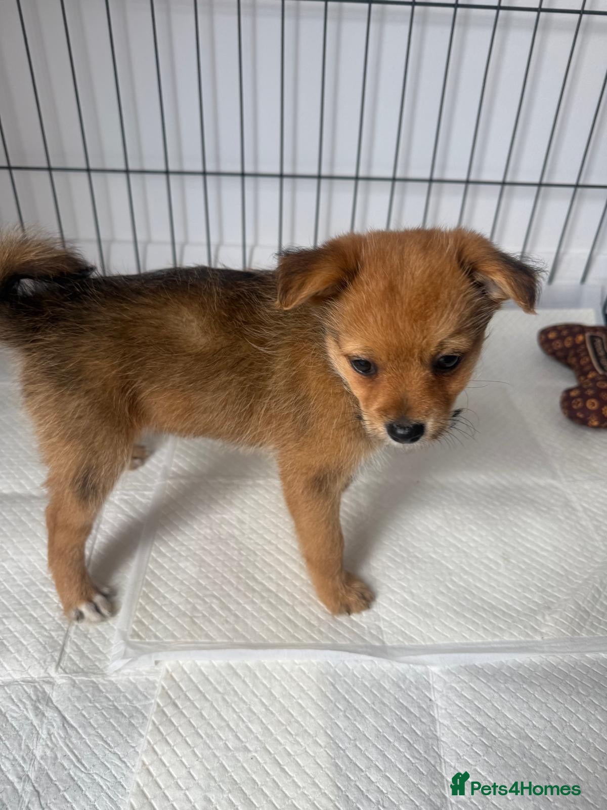 Mixed Breed dogs 3 LEFT Norfolk terrier x Pomeranians READY NOW  - Advert 2