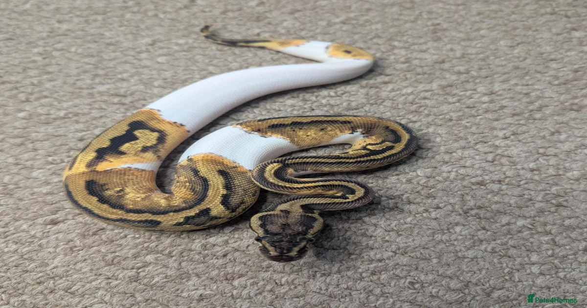 Python Snake Reptiles for sale in Wolverhampton, West Midlands | Pets4Homes