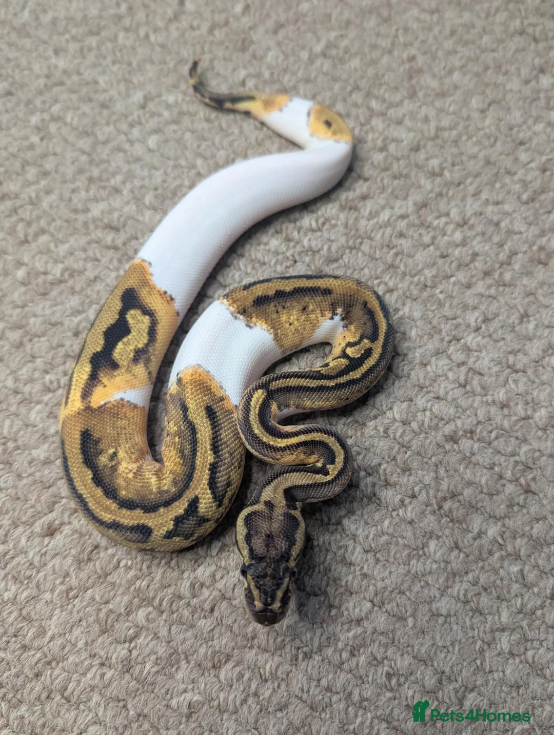 Python Snake reptiles for sale: 2026 Royal Python Hatchlings - Advert 1