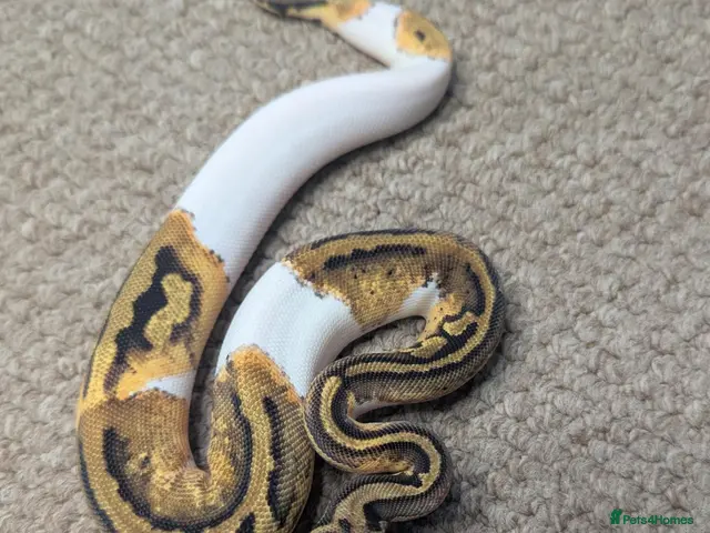 Python Snake reptiles for sale: 2026 Royal Python Hatchlings - Advert 1