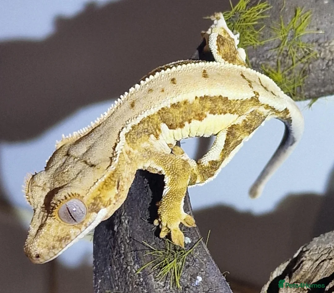Gecko reptiles for sale: CB26 Crested Gecko  in Bedlington - Advert 3