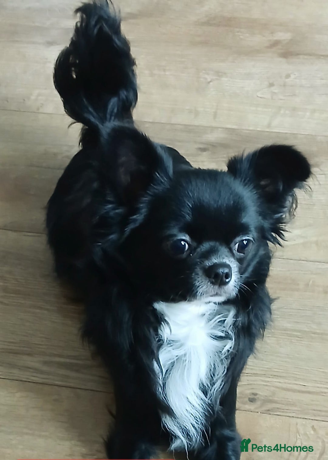 Chihuahua dogs for sale: Excellent pedigree long haired chihuahuas  - Advert 4
