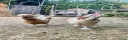 Chickens poultry for sale: Free - Two hens - Poland and Faverolle - Advert 3