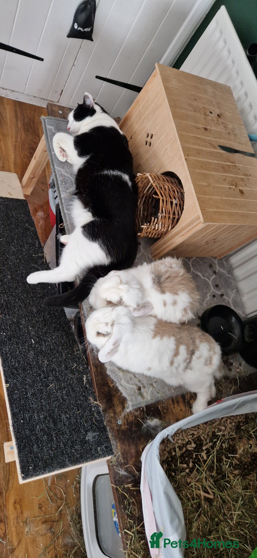 Mini Lop rabbits for sale: Very Friendly Mini Lops, perfect family pet - Image 6