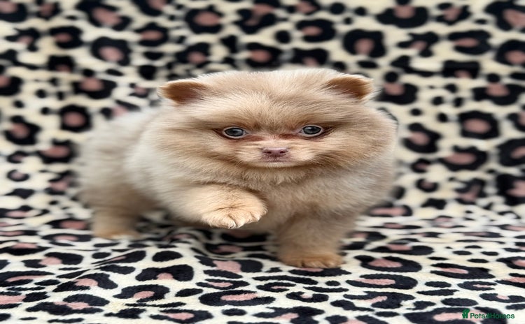 Pomeranian dogs - Advert 3