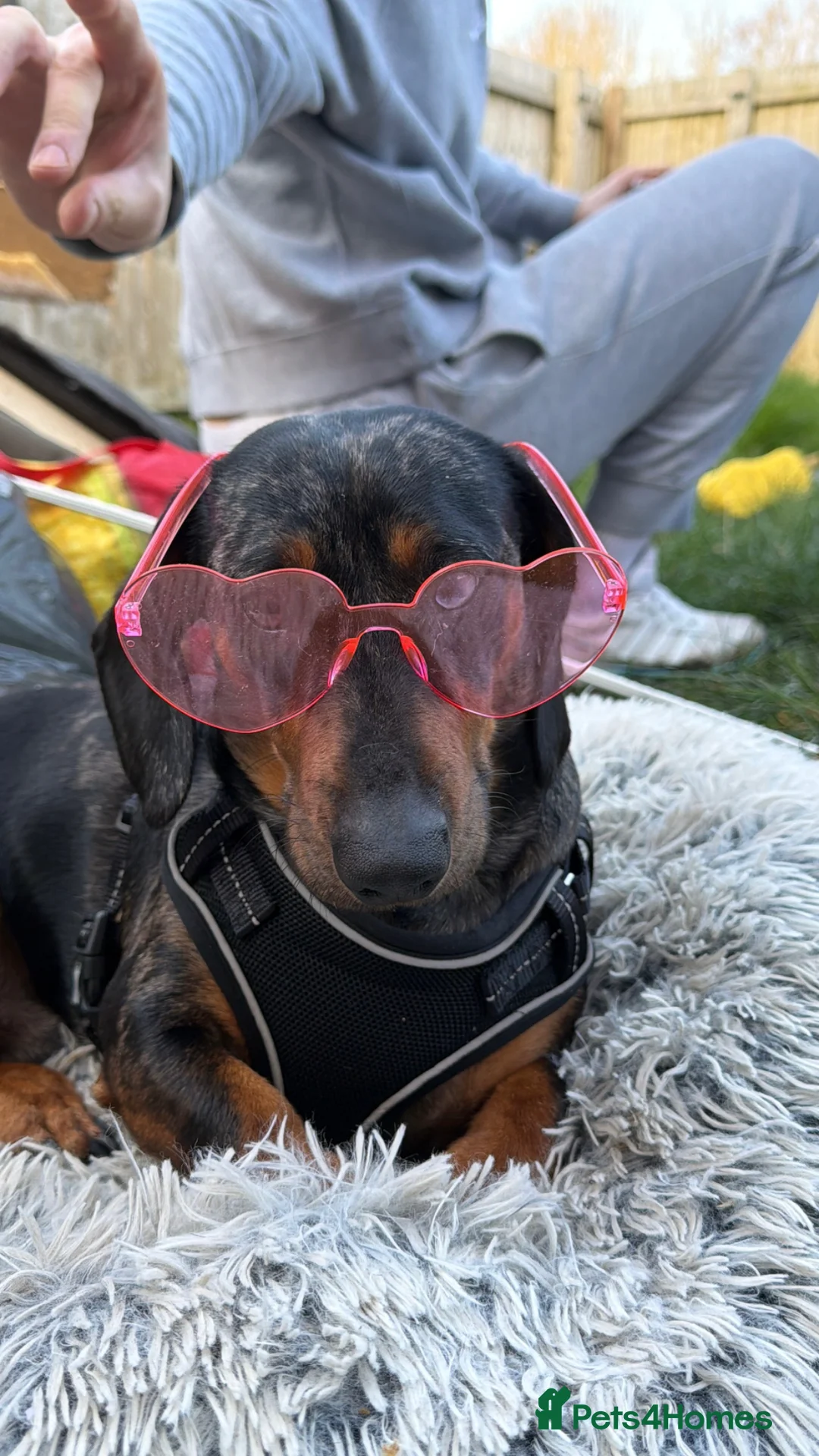 Dachshund dogs for sale: Tofik (Toffee) 1 year old miniature dachshund  in Manchester - Advert 6