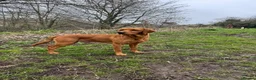 Labrador Retriever dogs for sale: KC Working line- From health tested parents  - Advert 4