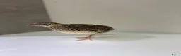 Quail poultry for sale: Quails 8+ weeks  in Stockport - Advert 6